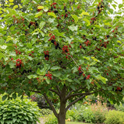 Wellington' Mulberry Tree' | Bare Root | 2 Years Old